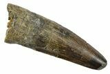 Fossil Spinosaurus Tooth - Real Dinosaur Tooth #253512-1
